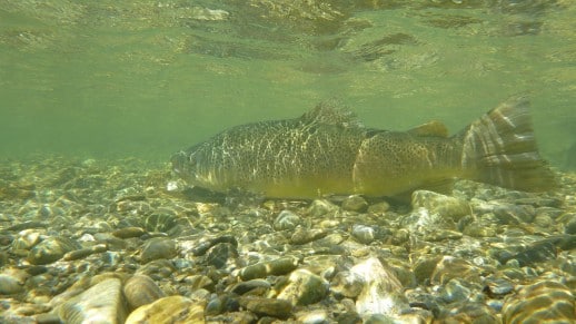 Queenstown Fishing