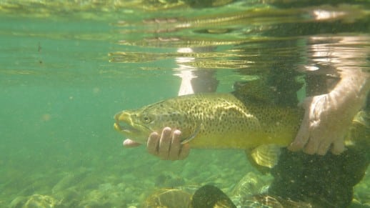 Queenstown Fly Fishing