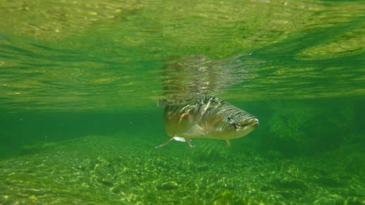 New Zealand Fly Fishing Expeditions