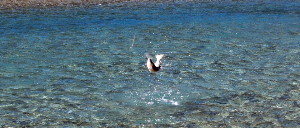 Fly Fishing Queenstown be ready for the 2011/12 season!