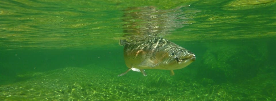 Fly Fishing Queenstown early season